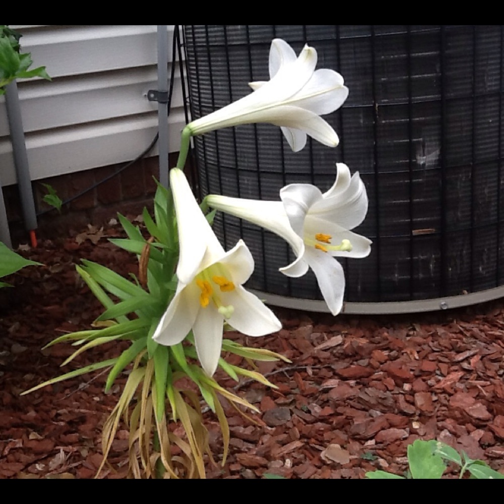 Meet your Posher, Holly